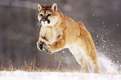 Mountain lion hd wallpapers desktop fullscreen images : PC Wallpapers
