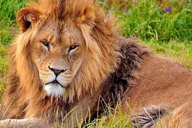 Lion Wallpapers Hd 206073