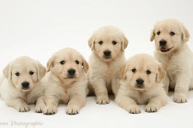 13418 Golden Retriever Puppies White Backgrounds Jpg PowerballForLife