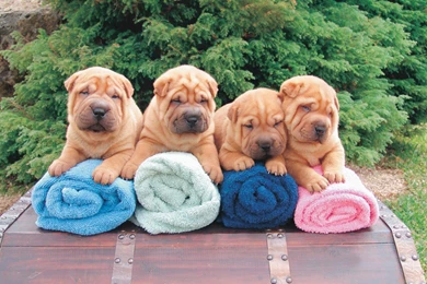 Free Wallpapers Sharpei Puppies Backgrounds