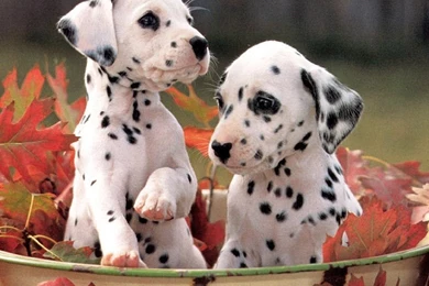 Cute Dalmation Dog Puppies Hd Wallpapers Beautiful Desktop ...