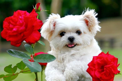 Puppy Wallpapers Full HD