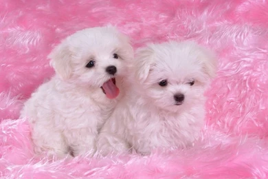 Our Pictures Of Puppies Also In Really High Quality