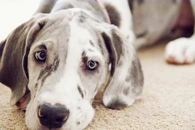 Great Dane Puppies Backgrounds