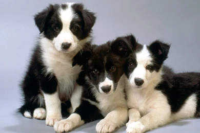 Border Collie Puppies On A Gray Backgrounds Wallpapers And Images ...