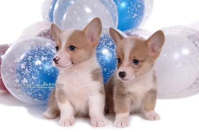 Two Puppies Velsh Corgi On A Backgrounds Of Balloons Wallpapers And ...