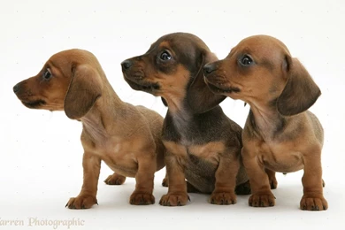 Dachshund Puppy Pictures   HD Wallpapers Lovely