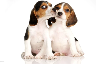 Two Beagle Puppy On A White Backgrounds Wallpapers And Images ...