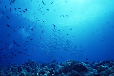 Awesome Undersea Wallpapers High Resolution 124