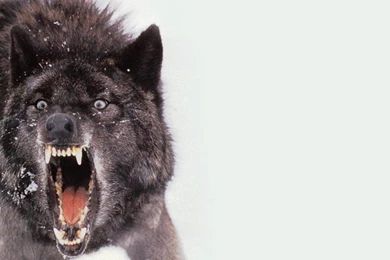 Black Wolf Wallpapers HD
