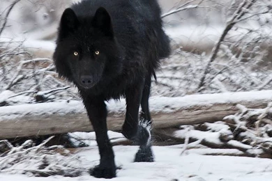 Black Wolf Wallpapers High Quality