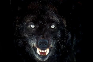 Black Wolf Face Wallpaper Background.jpg