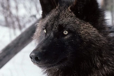 Black wolf image wallpaper.jpg