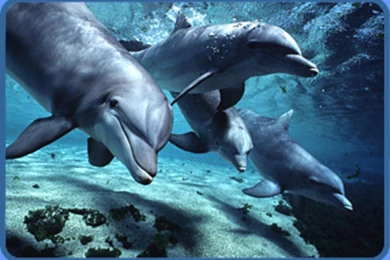 Undersea Backgrounds