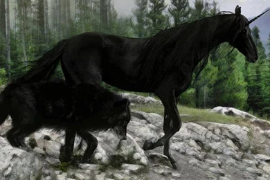 HDscreen: Black Wolf And Unicorn Animals Fantasy Nature Desktop ...