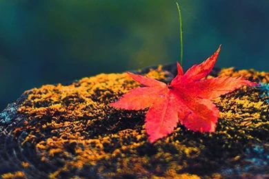 Autumn iPhone 5s Wallpapers