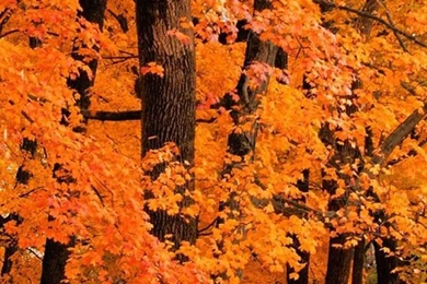 Fall iphone wallpaper 5.jpg