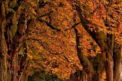 Autumn iPhone 5s Wallpapers