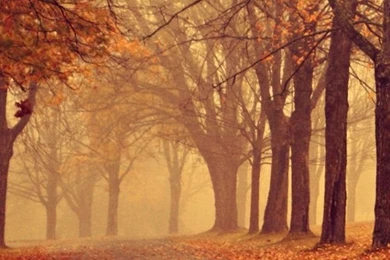 640x1136 Park In Autumn Iphone 5 Wallpapers