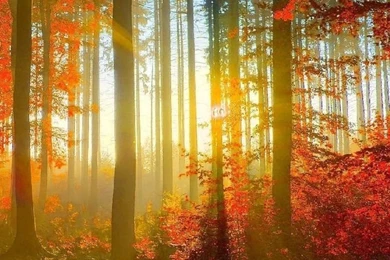 Autumn Free Iphone Wallpapers