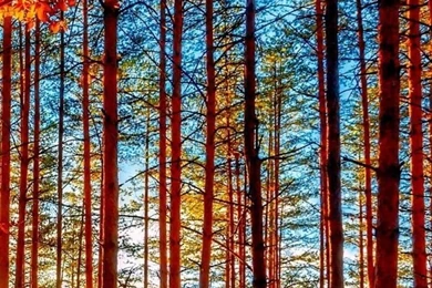 Autumn iPhone 5s Wallpapers