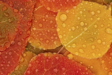 Best Autumn Backgrounds Quotes Images