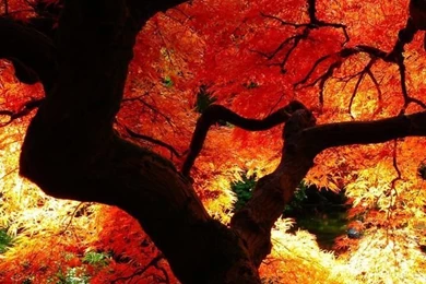 Beautiful Autumn HD Desktop Wallpapers : Mobile : Dual Monitor