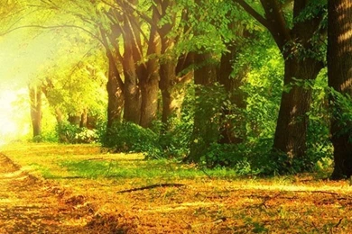 Autumn Path iPhone 5s Wallpapers Download