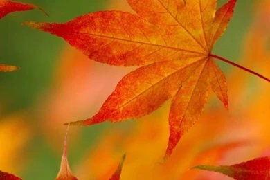 Autumn Leaf Pattern iPhone 5 Wallpapers (640x1136)