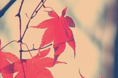 Autumn iPhone 5s Wallpapers