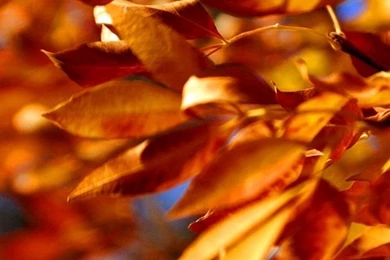 Iphone skin fall leaves.jpg