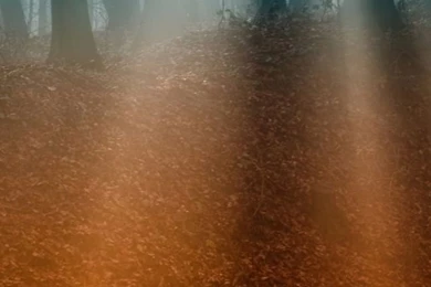 The Best Fall Or Autumn Themed Wallpapers For iPhone 5s