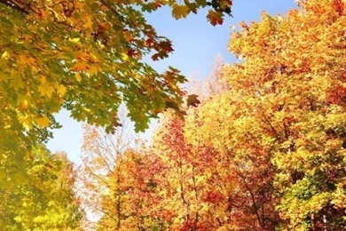 Top Start Of Fall Iphone Images For Pinterest