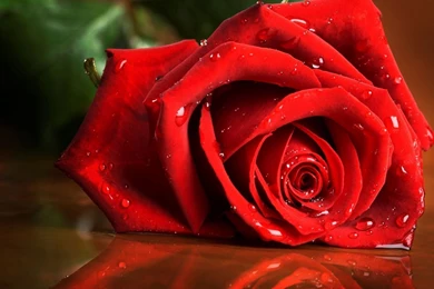 Download Valentines Day Red Rose Wallpapers 1080p   Free WordPress ...