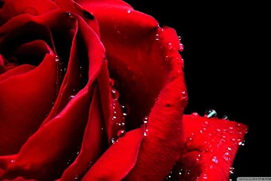 Red Rose Macro 3 Wallpapers 1080p HD