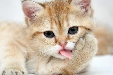 Cute Cat Wallpapers Hd Hvgj 1920x1200PX Wallpapers Cute Cats ...