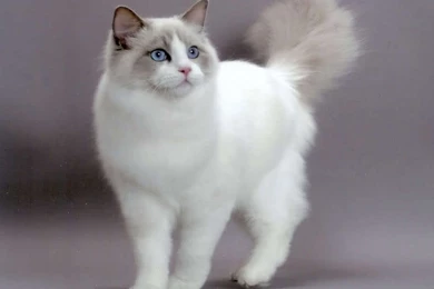 Persian Cat Hd Wallpapers
