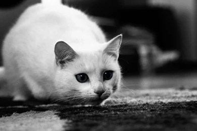 White Cat HD Wallpaper, Cute White Cat Images, New Wallpapers