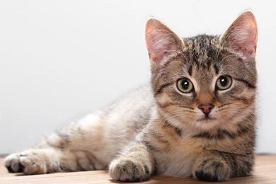 Free Cat Wallpapers   HD Wallpapers Pretty