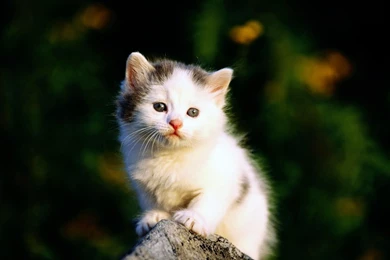 Download Sweet Cat HD Wallpapers From HD Photo Gallery