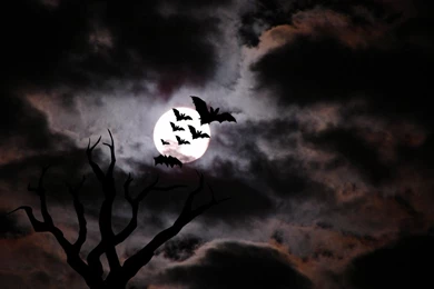 Download Scary Halloween Wallpapers Free