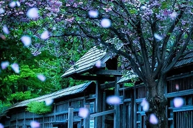 Mississauga Kariya Park Canada iPhone 4s Wallpapers Download ...