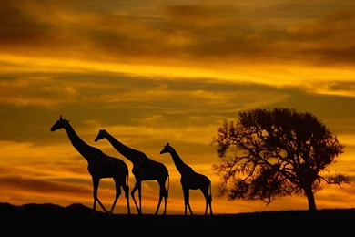 Making Our Computer Looks Fun With Fall Themed Desktop Backgrounds ...