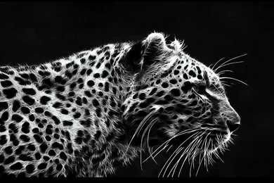 Leopard Art Drawing Wallpapers