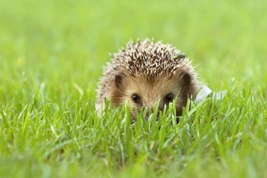 Hedgehog Wallpapers.jpg