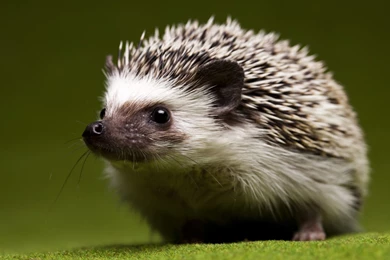 75 Hedgehog HD Wallpapers