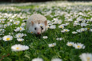 75 Hedgehog HD Wallpapers
