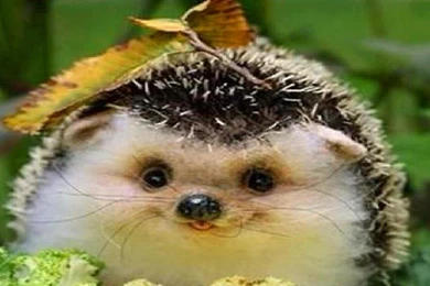 HARRY THE HEDGEHOG WALLPAPER   (