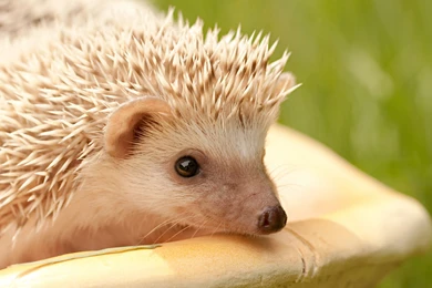 Hedgehog Wallpapers