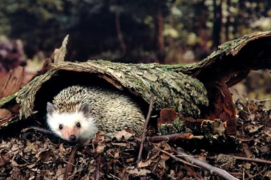 Hedgehog Wallpapers   Minimalistic Wallpapers